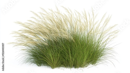 Annual beard grass Polypogon monspeliensis displaying lush green foliage and feathery flower panicles isolated on white background.