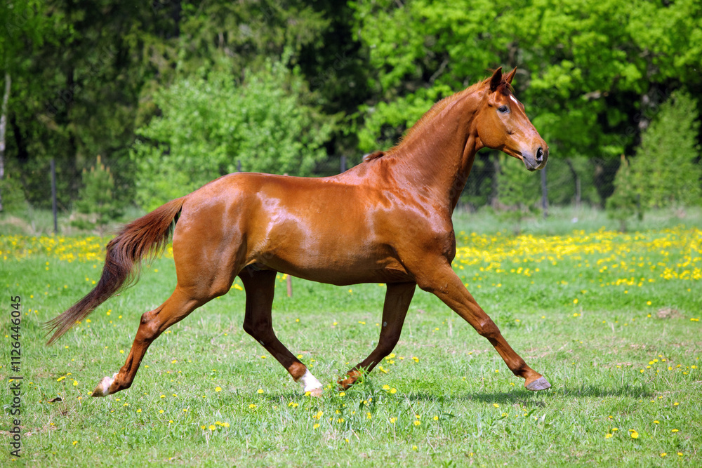 Galloping sports race horse in the spring field Galloping sports race horse in the spring field