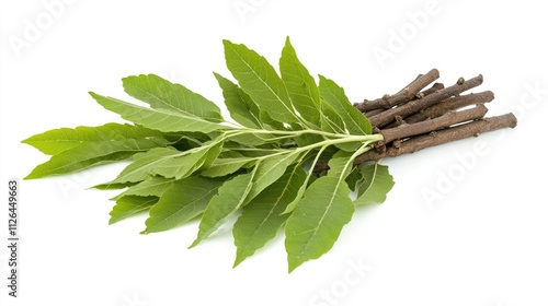 Damar twigs and fresh leaves of Agathis dammara isolated on a clean white background showcasing natural texture and vibrant greenery photo