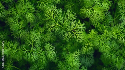 Vibrant green dill seedlings thriving in a lush garden bed showcasing healthy growth and natural beauty