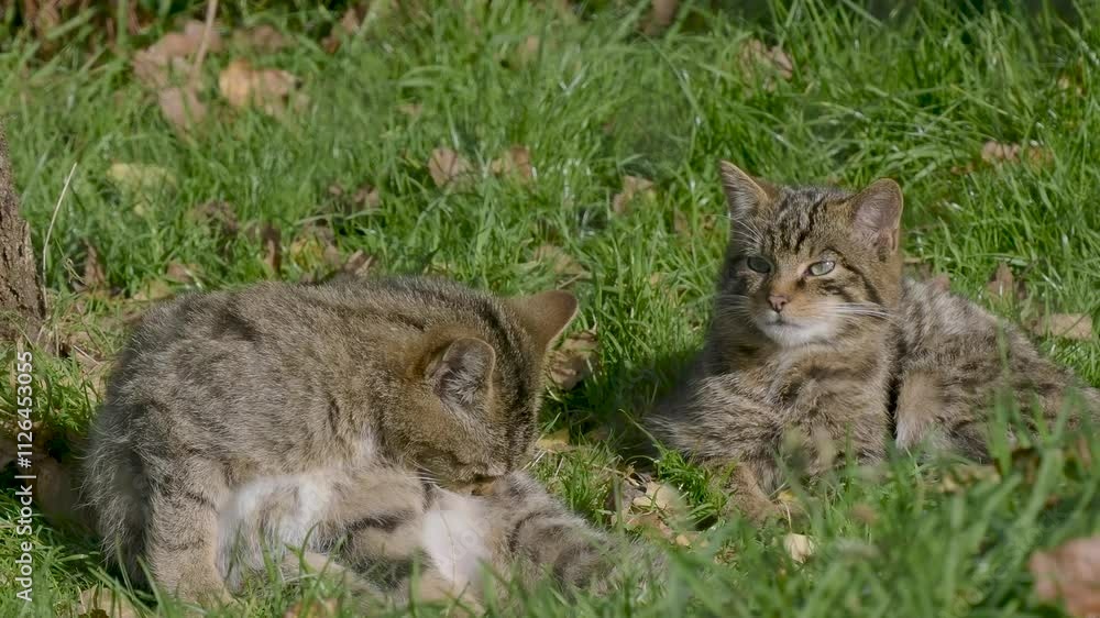 Juvenile Scottish Wildcats Resting Together Juvenile Scottish Wildcats Resting Together