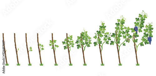 Growing Grapevines From Seedlings to Fully Developed Fruit Bearing Plants and Vines