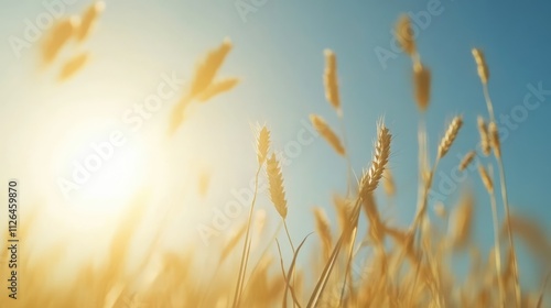 Golden spelt fields under bright sunlight showcasing ripe grain ready for harvest against a clear blue sky photo