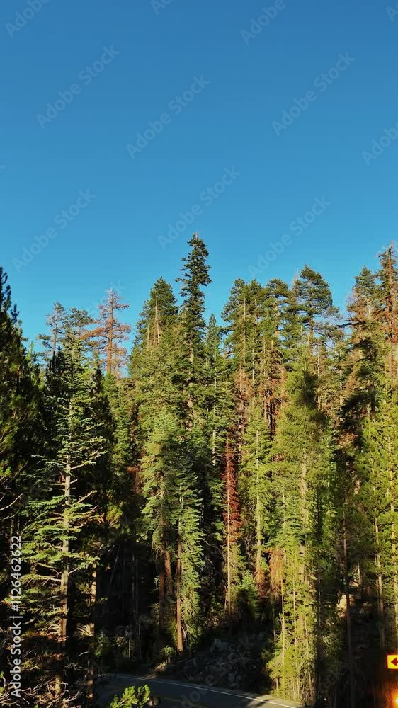 Aerial view of lush California forest with towering trees Aerial view of lush California forest with towering trees