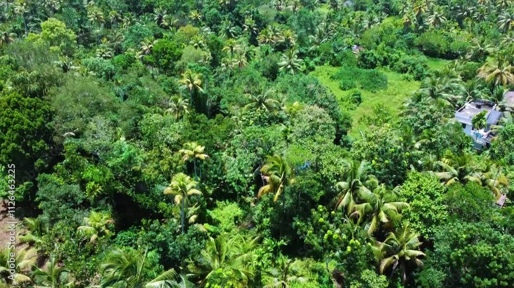 Swampy area full of mangroves and coconut trees.Kerala village beauty .A view of a village from the sky, with greenery and various houses visible below. Swampy area full of mangroves and coconut trees.Kerala village beauty .A view of a village from the sky, with greenery and various houses visible below.