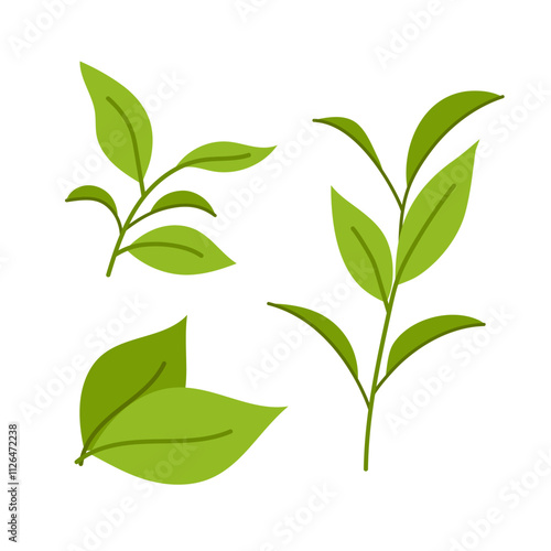 Set of illustrations green tea leaves and twigs. Ingredients for a hot drink. Matcha. Flat illustration on white background.