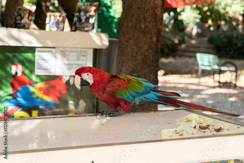 macaw parrot birds parrots blue red animals ara turkey antalya summer holidays zoo exotic 