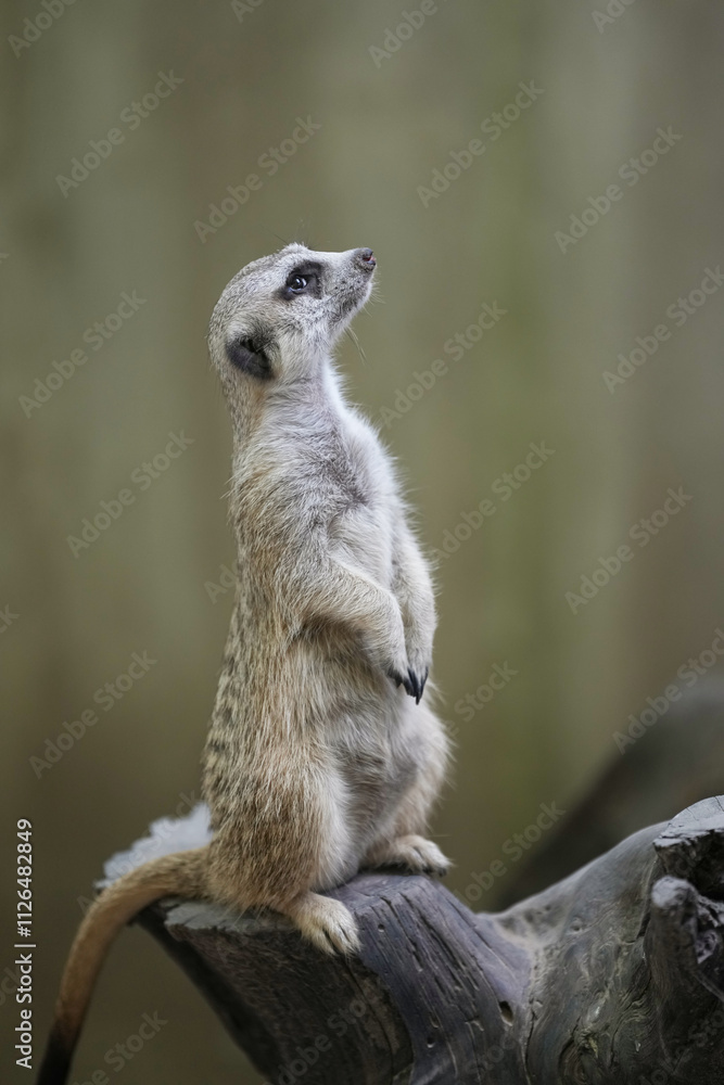Fototapeta premium portrait meerkat(Suricata suricatta) standing on stump and alert.