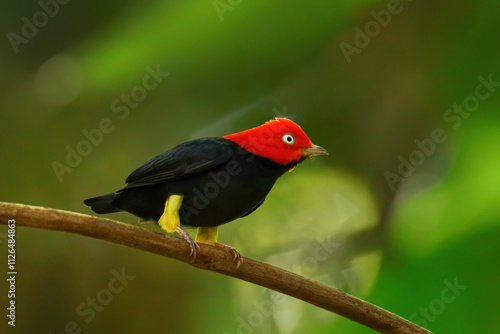 Red-capped manakin (Ceratopipra mentalis) sitting on a branch photo