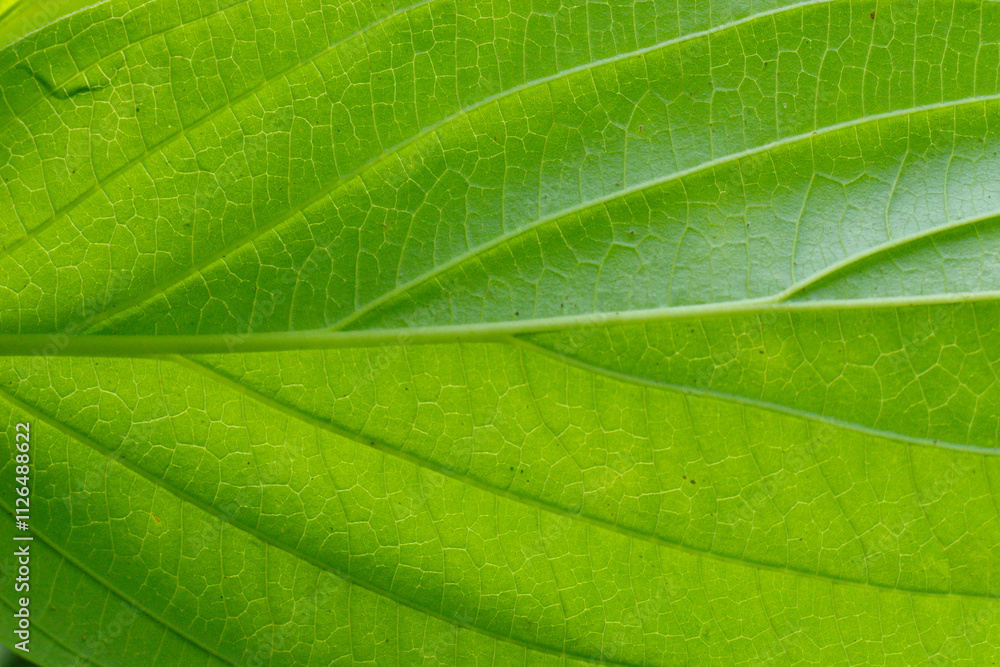 Extreme close up texture of green leaf veins Extreme close up texture of green leaf veins
