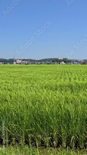 green rice field