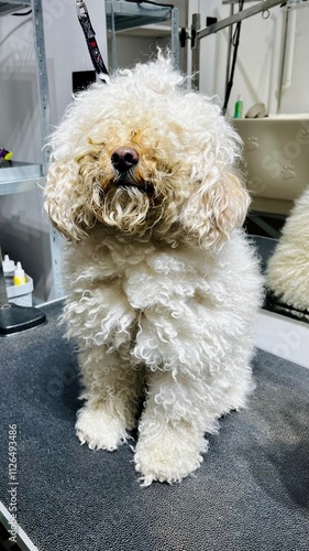 A peach colored cockapoo dog with long matted hair stands on a grooming table before getting a haircut