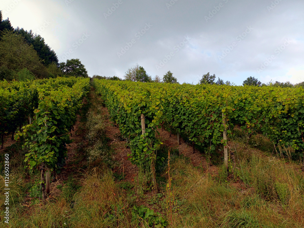 Naklejka premium Weinberg in der Nähe von Hofgut Falkenstein bei Konz im Landkreis Trier-Saarburg im Bundesland Rheinland-Pfalz. Aussicht vom neuen Wanderweg Moselsteig Seitensprung Konzer Höhenrunde.