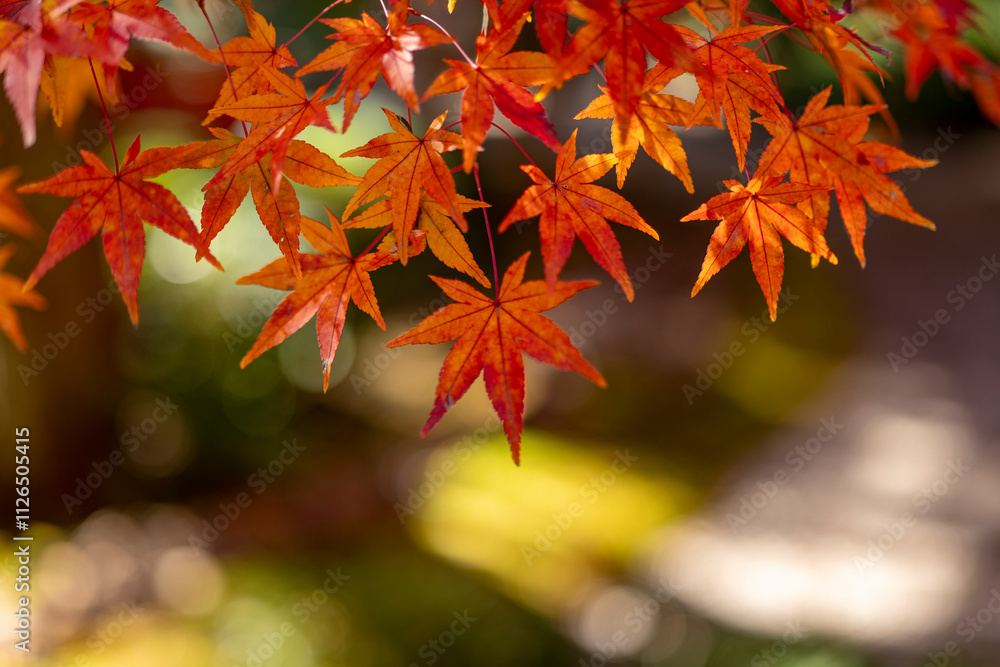 木漏れ日の中の紅葉