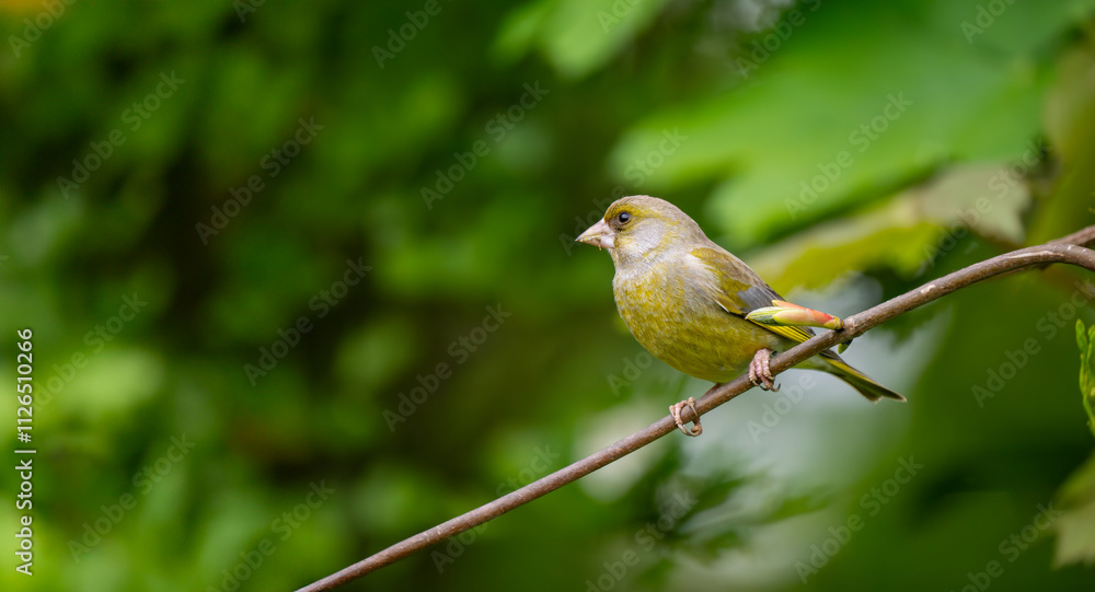 Obraz premium Greenfinch Perched on a Branch