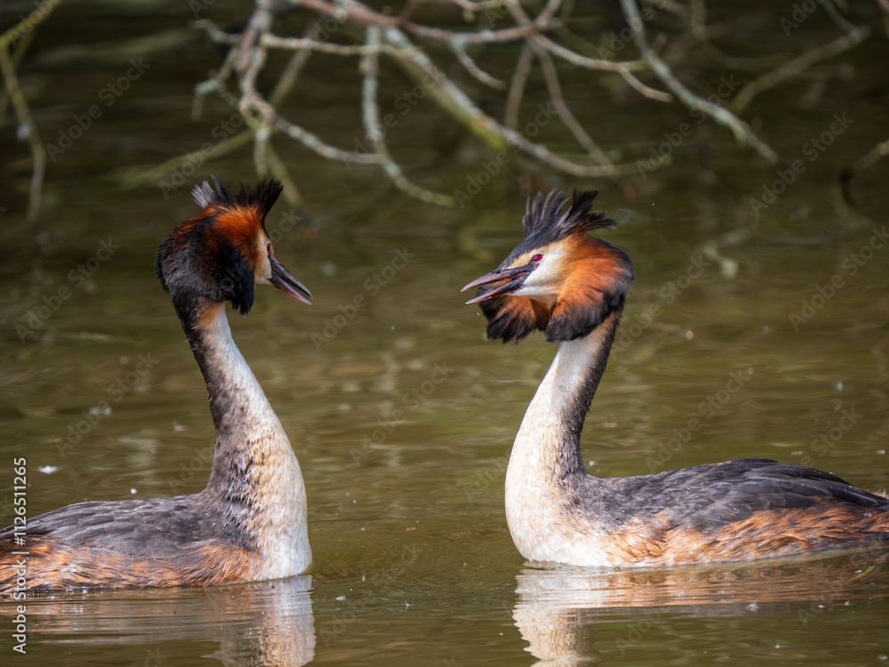Fototapeta premium Great Crested Grebes Mirroring Ritual