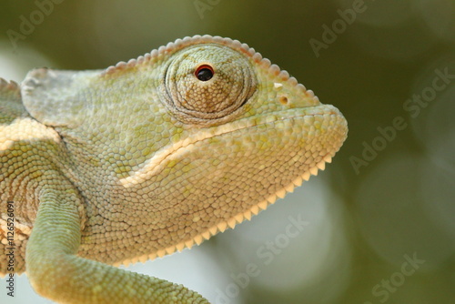 Flap-necked Chameleon