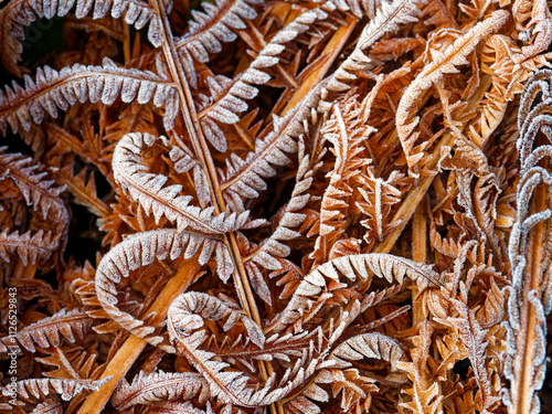 The photo captures a close-up of frost-covered fern leaves. The intricate patterns of the fronds are highlighted by the icy coating, contrasting warm brown tones with the cool white frost.

