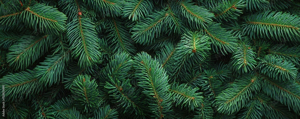 Christmas tree branches background Christmas tree branches background