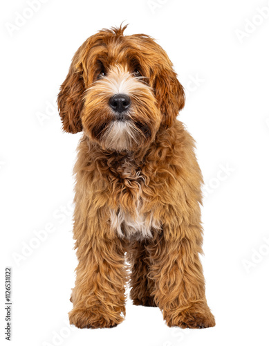 Adorable young labradoodle dog pup with white spots, standing facing front. Looking towards camera. Isolated cutout on a transparent background. photo