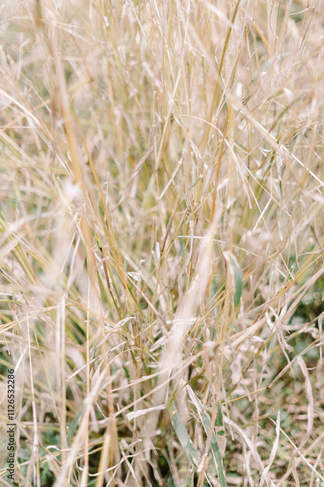 Dry alang-alang grass with natural golden tones Dry alang-alang grass with natural golden tones