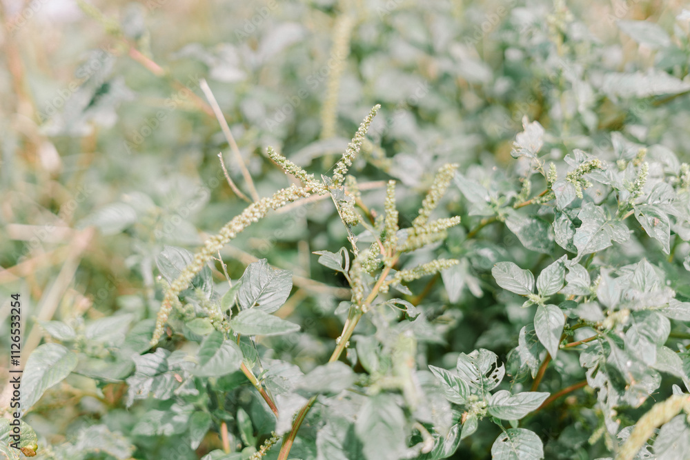 Fototapeta premium Amaranthus spinosus (bayam duri), commonly known as the spiny amaranth, spiny pigweed