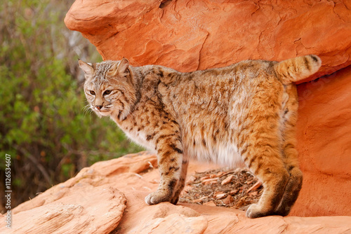 Bobcat standing on red rocks photo