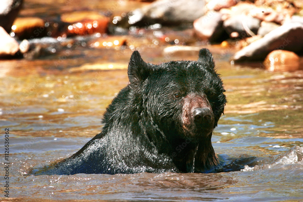 American black bear swimming in a river American black bear swimming in a river
