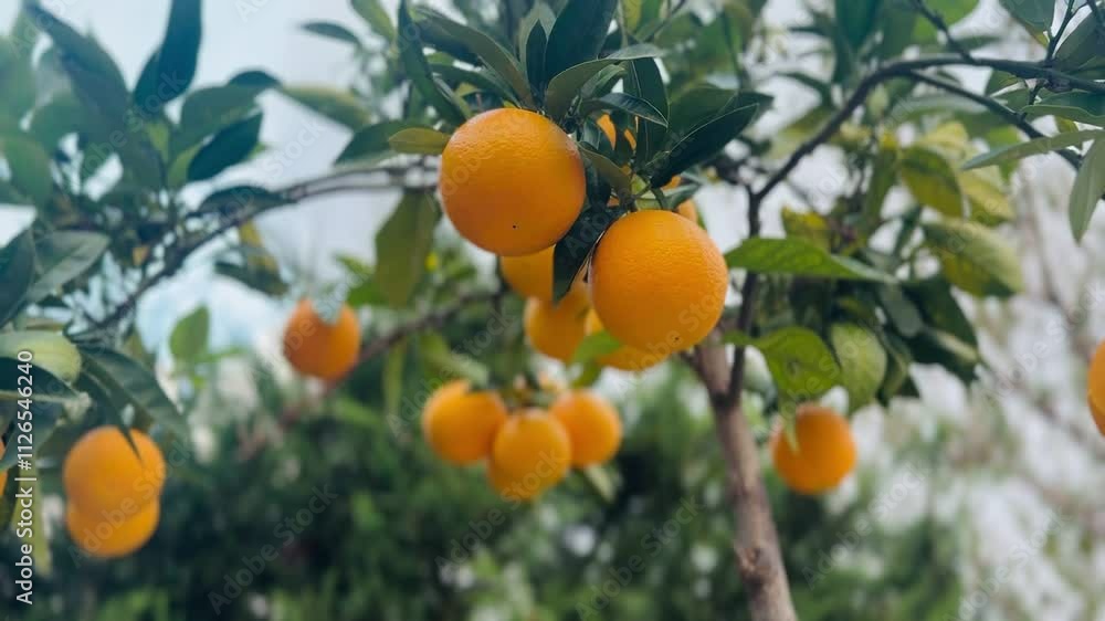 Ripe Oranges Growing on the Tree, Ready for Harvest in the Orchard. Ripe Oranges Growing on the Tree, Ready for Harvest in the Orchard.