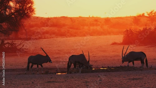 Oryx Drinking at Sunset in the African Savannah - Alert Gemsbok Antelopes (Oryx Gazella) at a Waterhole. Shot in 4K Resolution