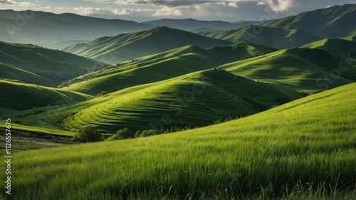 rice terraces in the morning