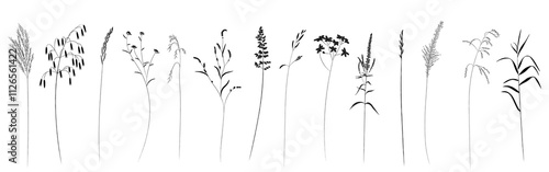 Field and meadow grasses, black outline, template for packaging and product cover. Sketch of medicinal plants, flat cartoon drawing.