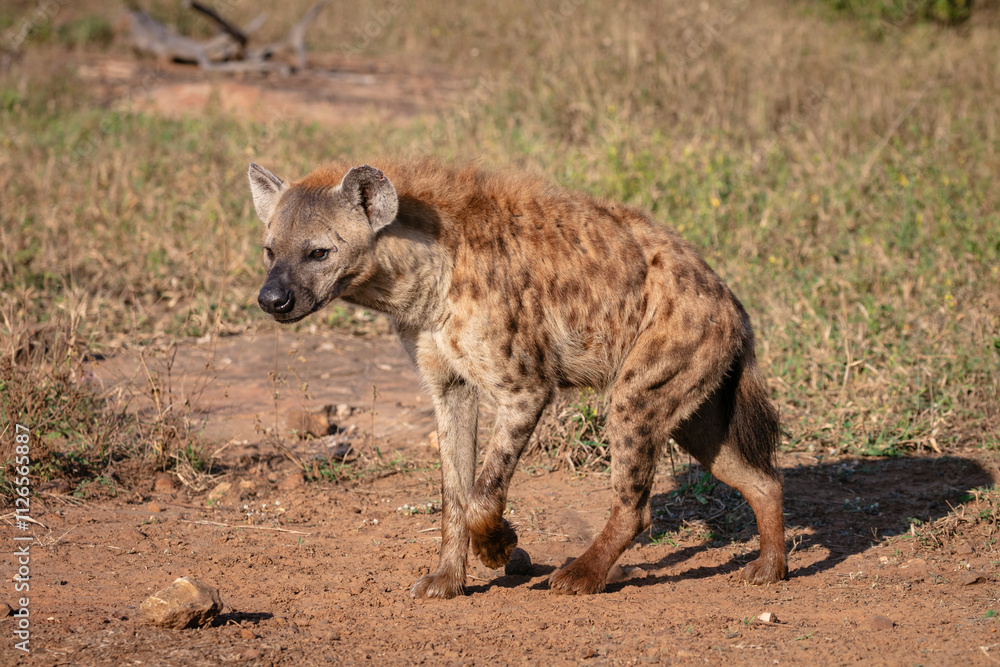 One spotted hyaena walking in a grass plain One spotted hyaena walking in a grass plain