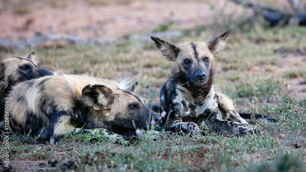 African wild dogs on the ground African wild dogs on the ground