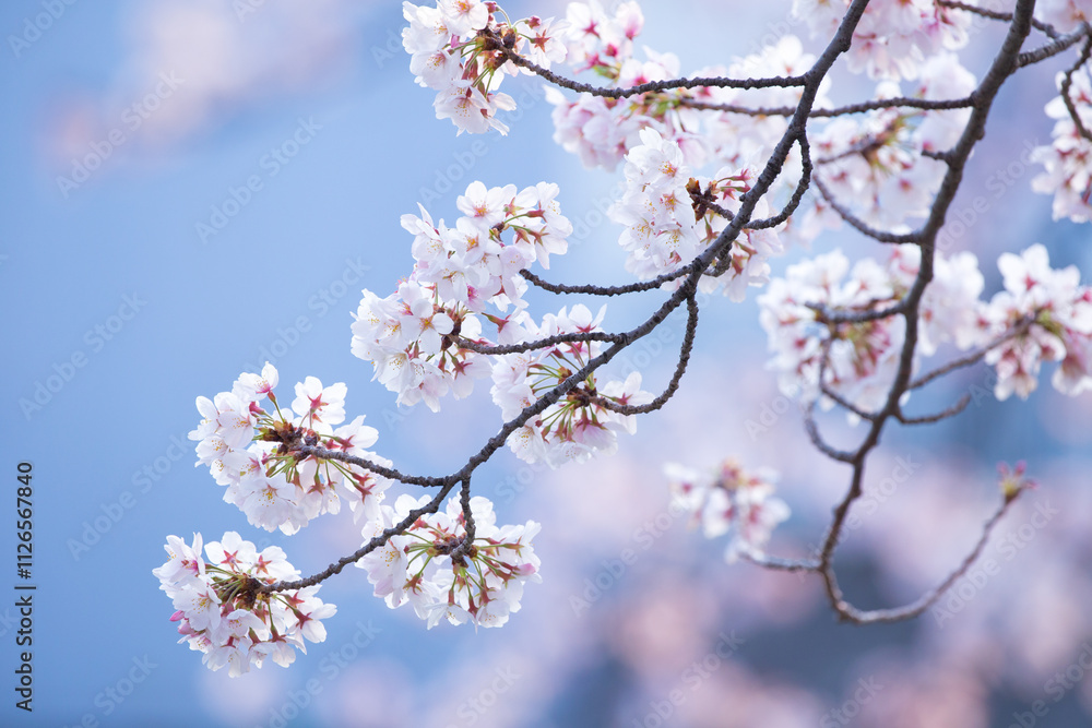 Fototapeta premium 桜