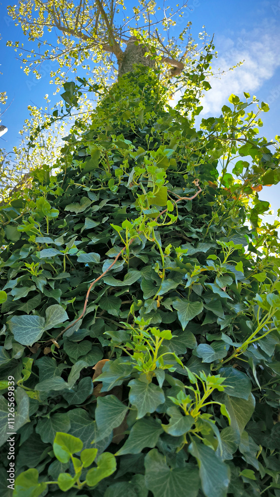 Fototapeta premium green ivy plant growing on the tree trunk 