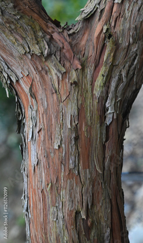 Photos Beautiful close-up of the bark of arbutus unedo