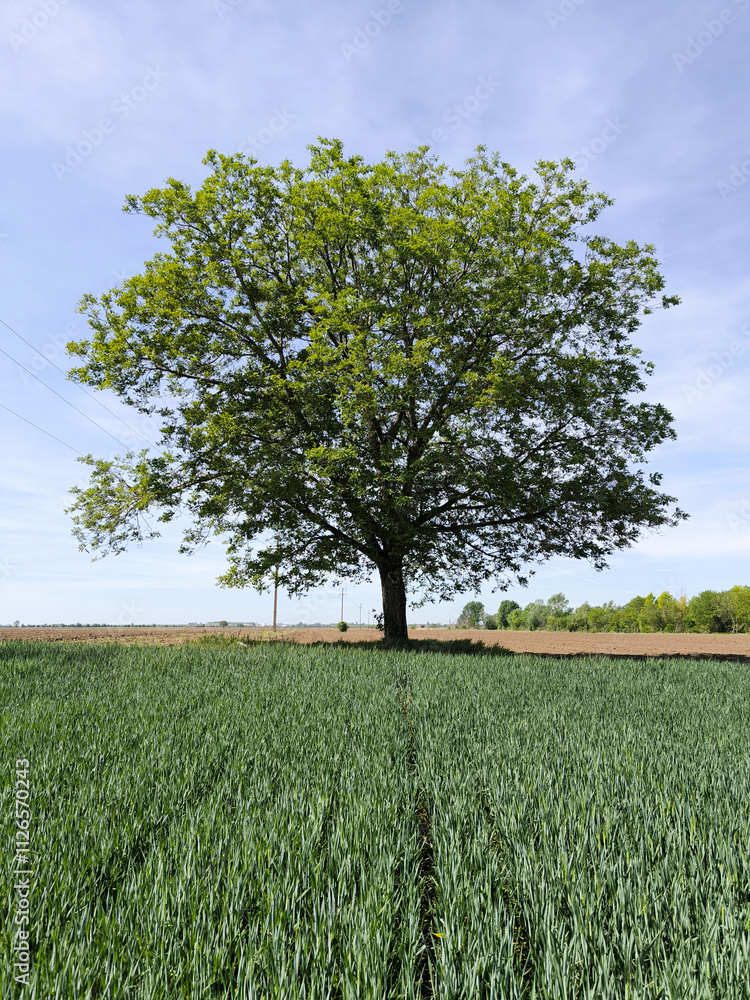 Fototapeta premium walnut tree with young green leaves and nuts in springtime