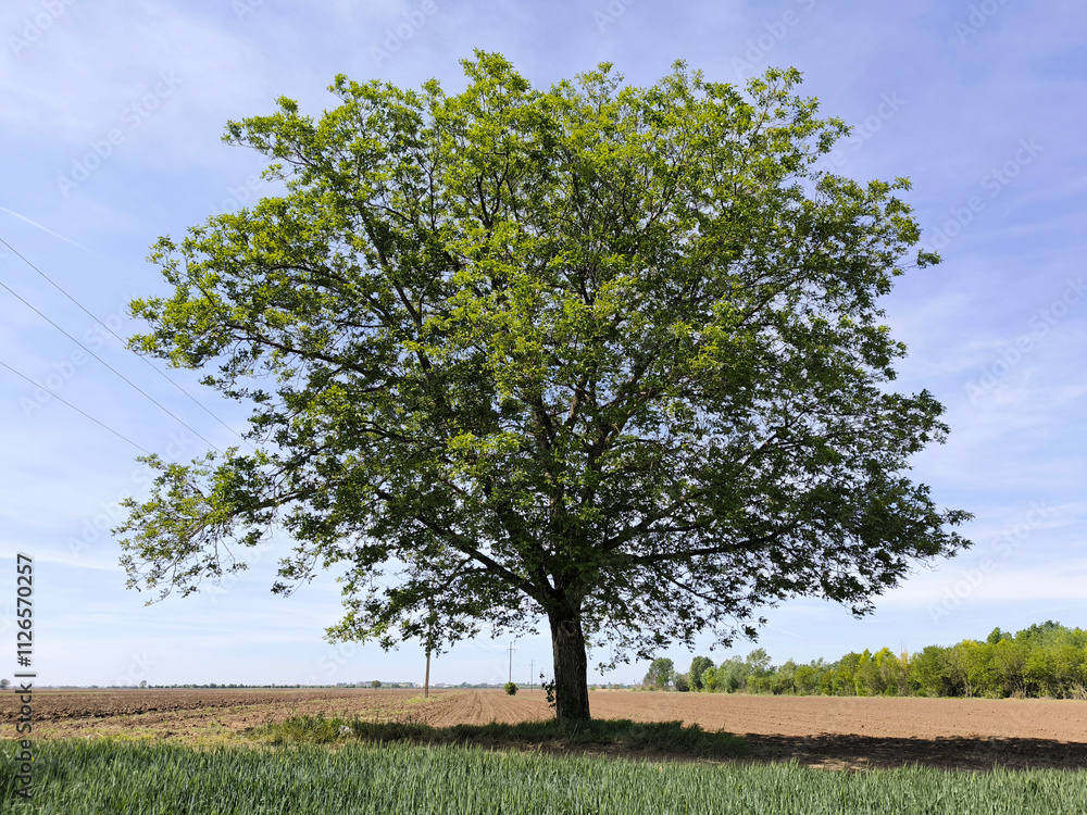 walnut tree with young green leaves and nuts in springtime walnut tree with young green leaves and nuts in springtime