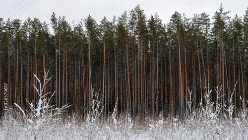 Foto Winter forest landscape