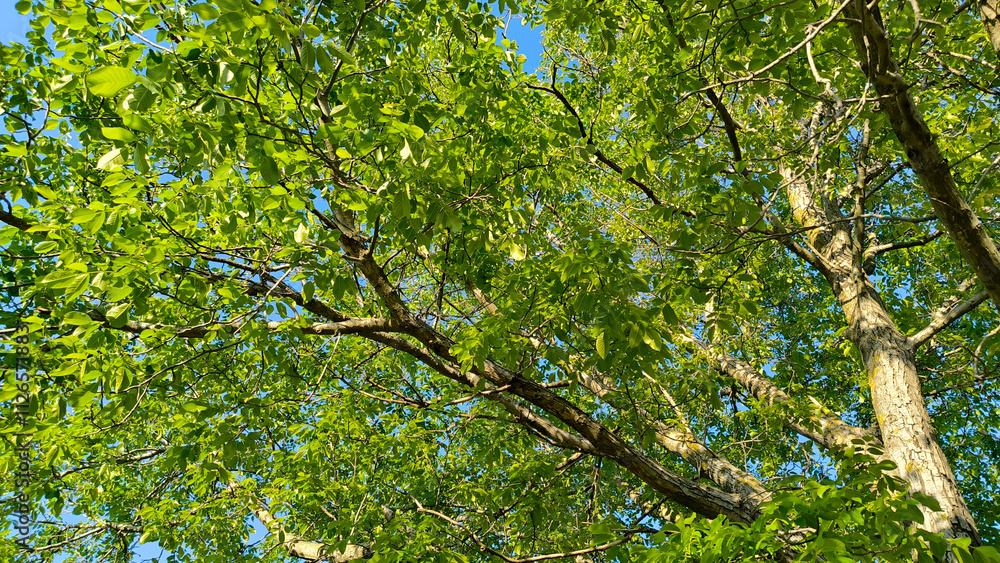 Obraz premium walnut tree with young green leaves and nuts in springtime