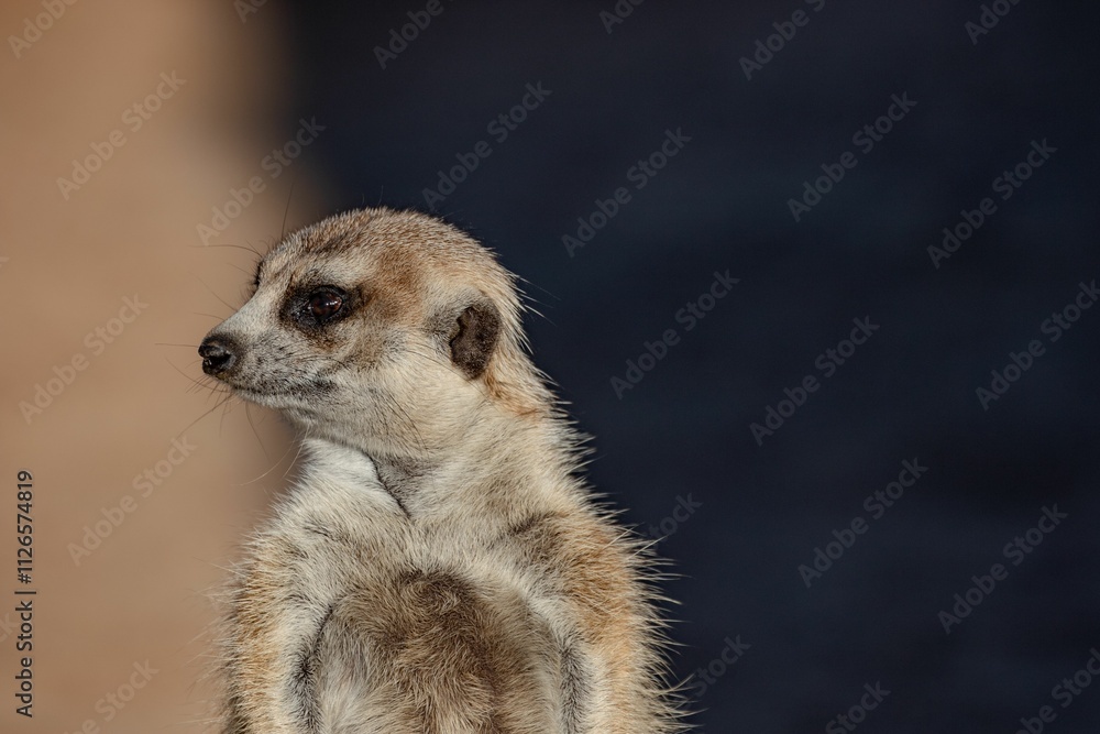 Alert meerkat close-up with detailed fur. Alert meerkat close-up with detailed fur.