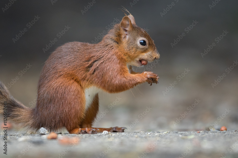 Portrait of a red squirrel in close-up. A red squirrel is sitting on a tree in a park on a sunny day. The squirrel became alert. Selective focus, blurred background. People take care of animals. Portrait of a red squirrel in close-up. A red squirrel is sitting on a tree in a park on a sunny day. The squirrel became alert. Selective focus, blurred background. People take care of animals.