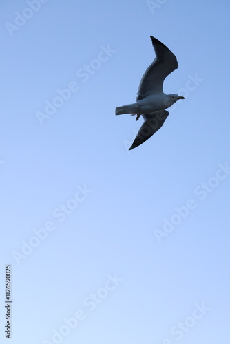 seagull in flight