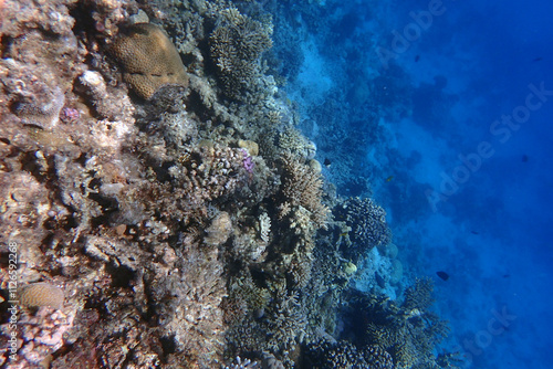 coral reef in Egypt, Makadi Bay photo