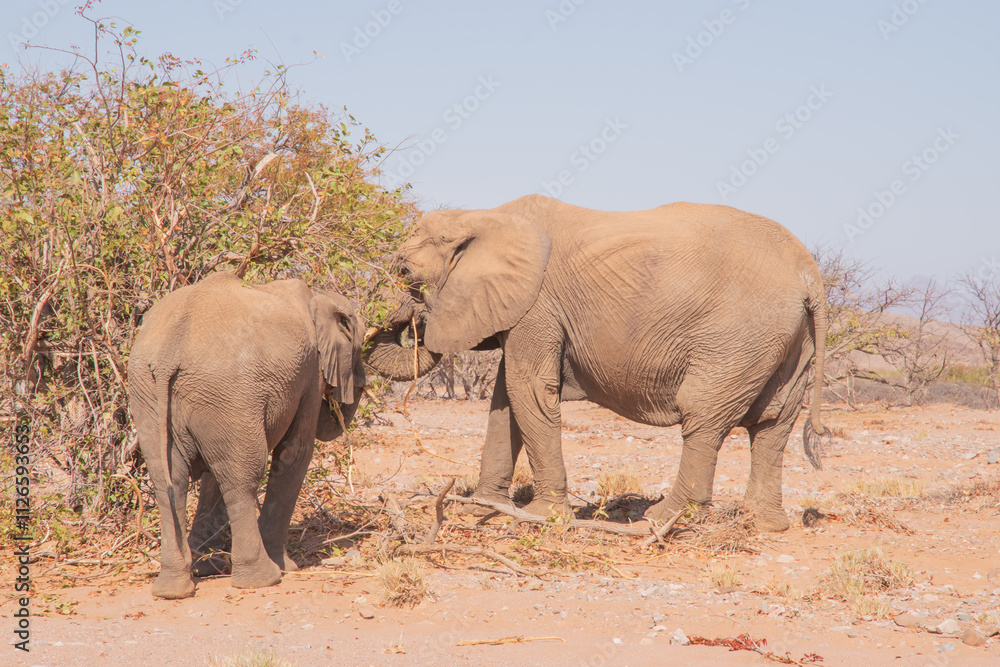African elephants are a genus comprising two living elephant species, the African bush elephant and the smaller African forest elephant African elephants are a genus comprising two living elephant species, the African bush elephant and the smaller African forest elephant