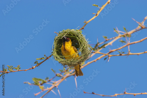 Southern masked weaver - a skilled nest builder.