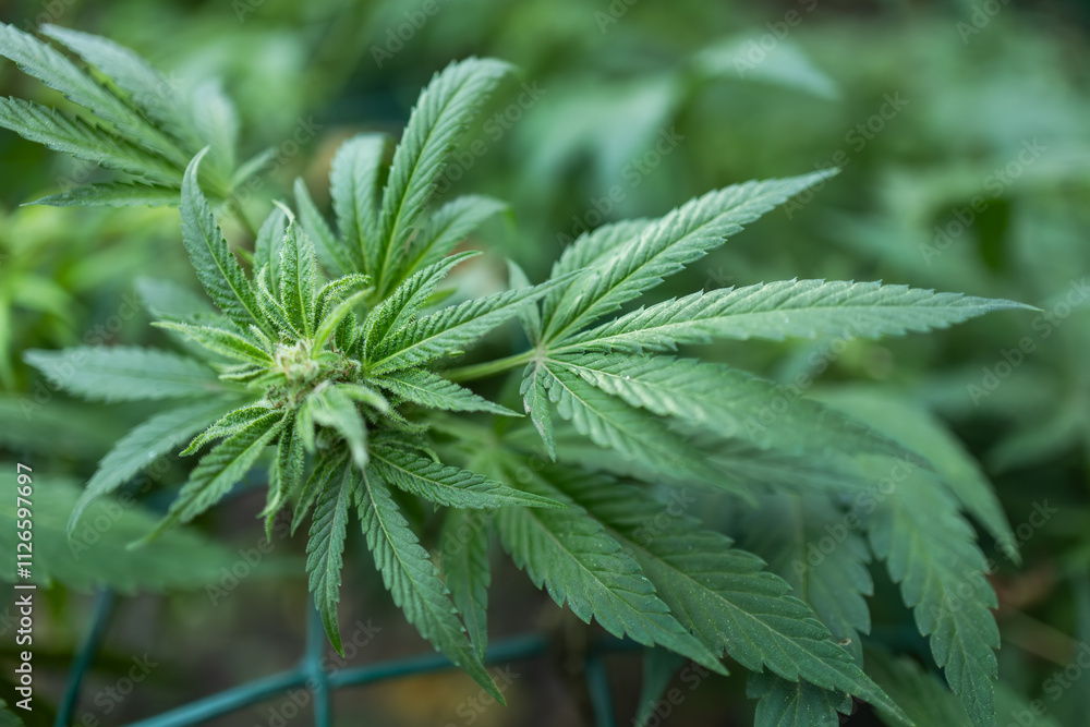 Ripe cannabis plant hemp. Blooming marijuana flower and leafs growing in homemade garden. Ripe cannabis plant hemp. Blooming marijuana flower and leafs growing in homemade garden.
