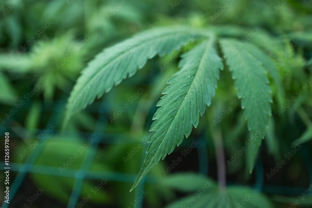 Legal Green Marijuana Cannabis Leaves Growing At Farm In Summer Day, Beautiful Cannabis Background. Legal Green Marijuana Cannabis Leaves Growing At Farm In Summer Day, Beautiful Cannabis Background.