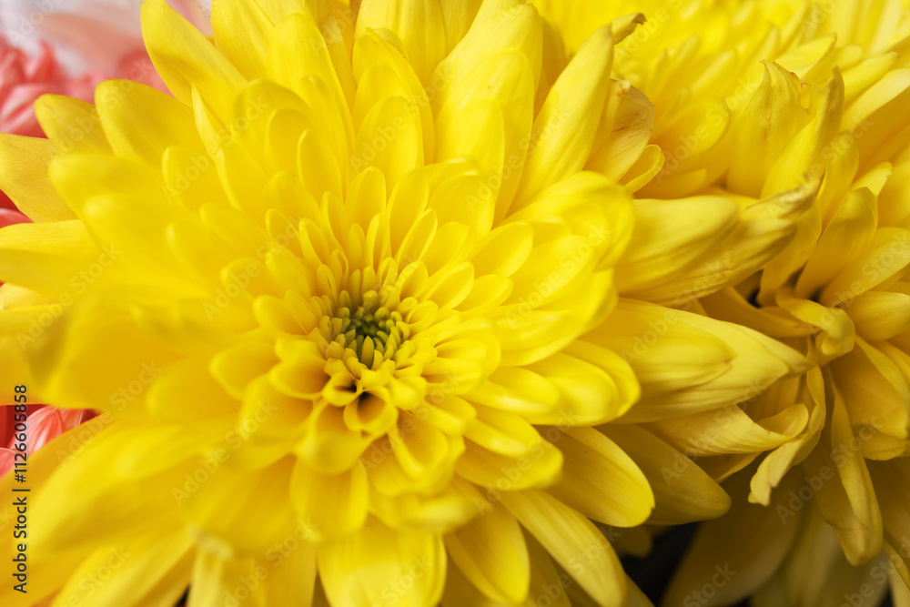 Yellow chrysanthemum flower blossom, close up macro. Yellow chrysanthemum flower blossom, close up macro.